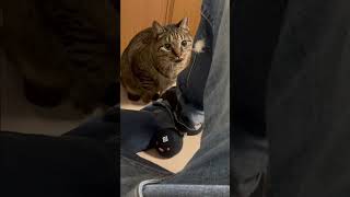 ライガ君暴走した　#ねこ動画#ねこのいる日常 #ねこのいる暮らし#ねこのいる生活