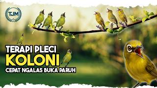 Download lagu 🔴 LIVE Terapi Pleci Cepat Ngalas Buka Paruh Bongkar Materi !!! mp3