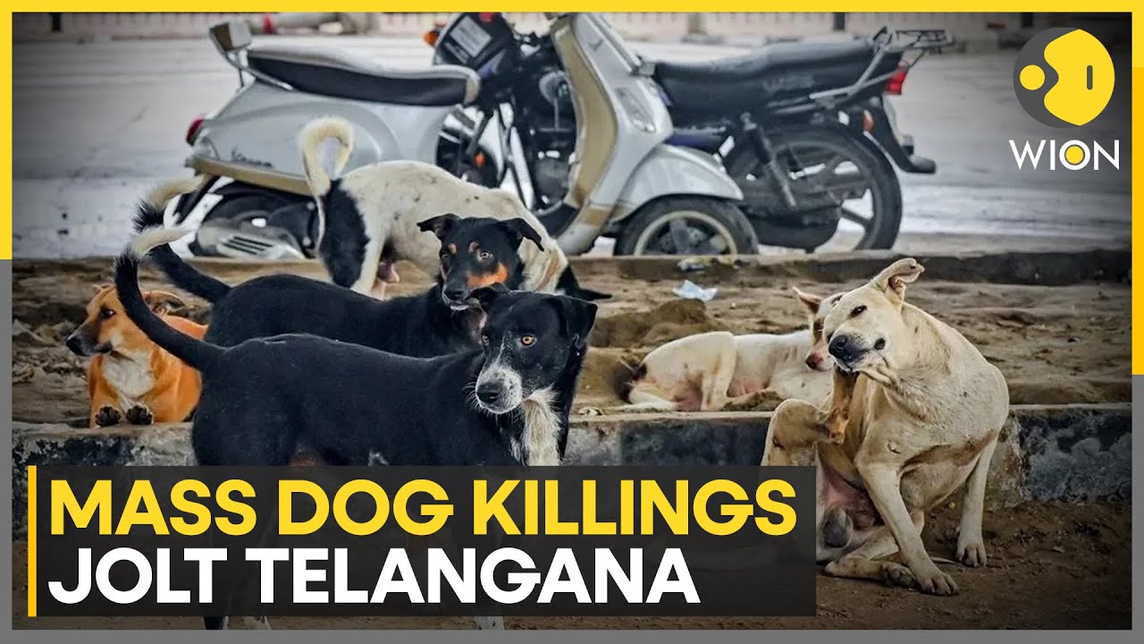 Telangana Dog Killings: Activists Sue Village Heads Over Mass Culling | WION