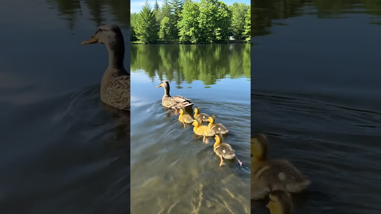 Mother Duck Teaches Ducklings to Swim in the Pond 🦆💧