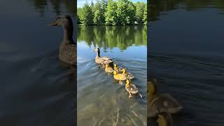 Download lagu Induk Bebek Mengajari Anak-Anak Bebek Berenang di Kolam 🦆💧 mp3 Download lagu Induk Bebek Mengajari Anak-Anak Bebek Berenang di Kolam 🦆💧 mp3