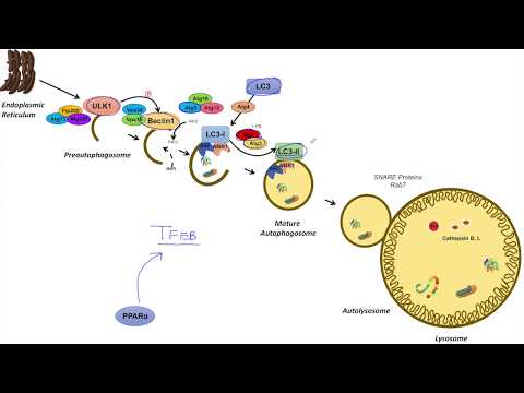 Overview of Glycolysis Basics for Beginners Biochemistry Lesson