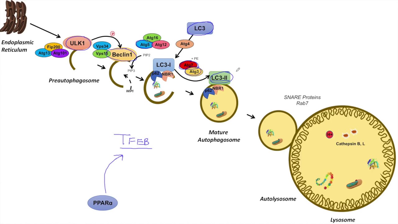 Macroautophagy | Transcriptional Regulation: Lesson 1
