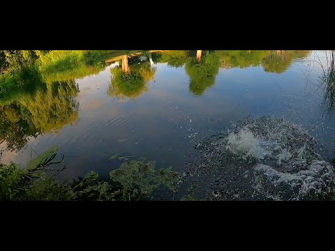 River spinning / Two pikes attack at the same time!!!