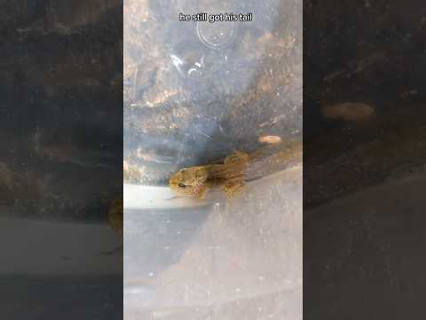 this is the story of the king of the frog army. leader of 2.8 million tadpoles and how he is doing🐸👑