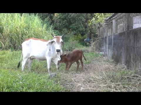 Danceboys - Vorwärts Wacker Video Official