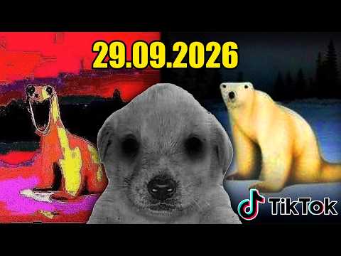 WHAT HAPPENED TO THIS POLAR BEAR? - 09/29/2023 (Analog Horror)