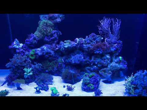 Akwarium morskie 300 litrów start