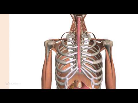 Dolore inspiratorio sotto la costola destra e del collo Come osteocondrosi osteopata tratta
