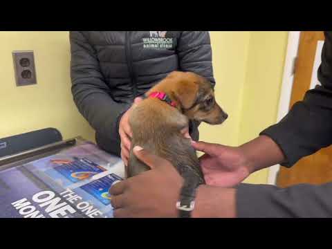 Winter Animal Health Tips