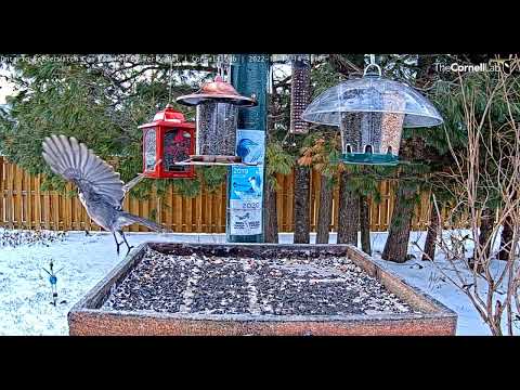 Canada Jay visits the feeder           14 30 09 11 13 22