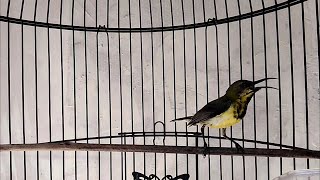 Download lagu CUKUP 1 MENIT!! SOGON MANAPUN DIJAMIN NYAUT DAN IKUT BUNYI mp3