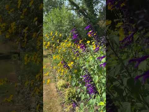 Helianthus and salvia amistad dancing in the wind #Helianthus #Salvia #Amistad