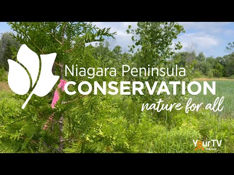 YourTV Niagara segment on NPCA Restoration Initiatives & Trees For All