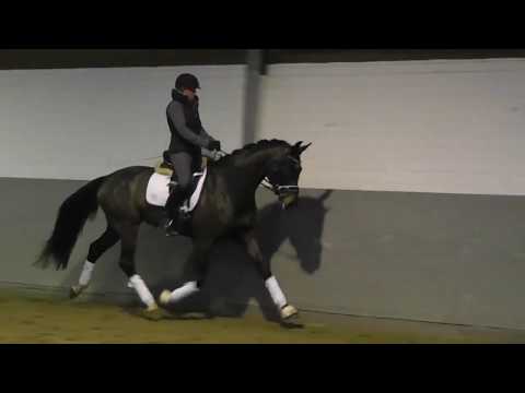 Weidenhof-Verkaufspferd:"FARO" HAnnoveraner Wallach *2015 v. Franziskus - De Niro