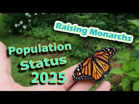 Raising Monarchs - Population Status 2025 (Help The Monarch Butterfly)