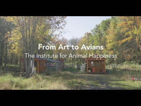 From Art to Avians: A journey out of loss through giving care.