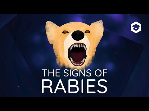 Rabies in Dogs: Causes, Symptoms & Prevention - VOSD