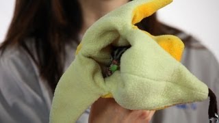 How to Take Care of a Baby Sugar Glider | Sugar Gliders