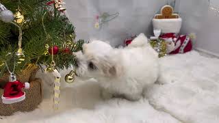 マルチーズの動画01