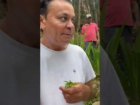 veja a pimentinha e o cheiro verde pra comer com o Peixe#frankaguiar #viralshort #shorts #subscribe