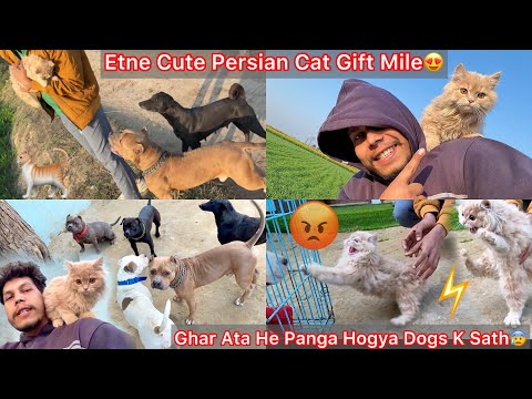 Persian Cat Gift Aaye Mera Liya😍But Panga Hogya Dogs K Sath Cat Ka😰Rabbit Or Pigeon Reaction🐈