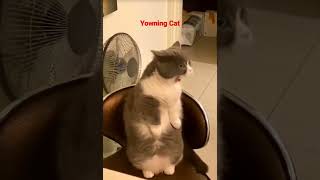 The yawning Yelling Cat meme