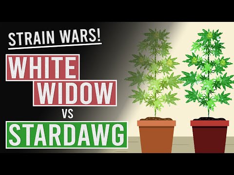 White Widow Vs Stardawg: Strain Wars!