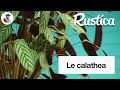 cultiver le calathea