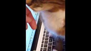 lillepus og idas sommervise