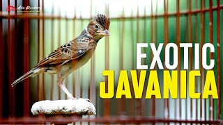 Download lagu BRANJANGAN JAVA GACOR ISIAN MEWAH SPEED RAPET mp3