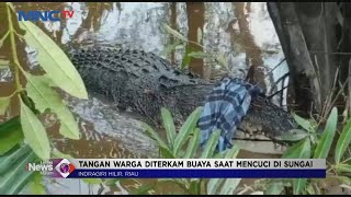 Download lagu Buaya Muara Berbobot 700 Kg Pemangsa Manusia di Indragiri Hilir Ditangkap #LintasiNewsMalam 21/02 mp3