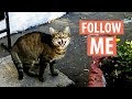 Stray Mom Cat Is Calling To Show Her Kittens