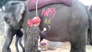 preview picture of video 'Painting art on elephants at elefamily.co'