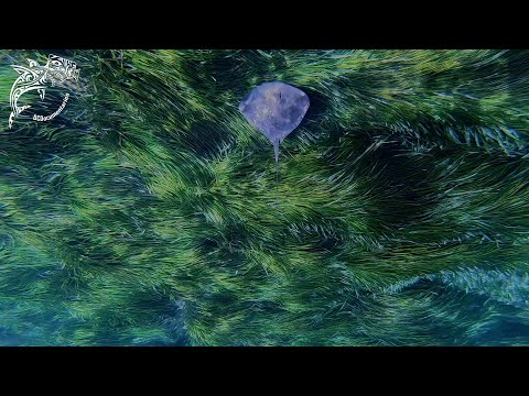 Dasyatis pastinaca