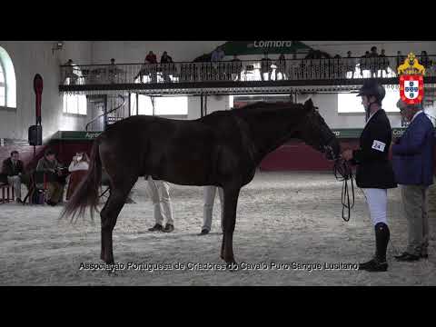 211023 24 Mioso - Aprovação de Garanhões