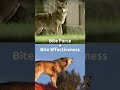 Coywolf V.S Wolf #foryou #fyp #viral #vs #debate