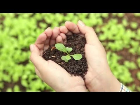 Top 12+ cửa hàng rau củ quả sạch TPHCM tốt cho sức khoẻ | HCMtoplist