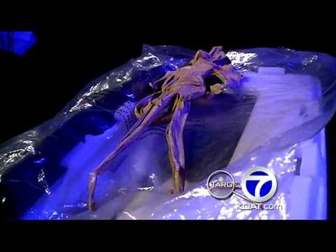 Creature found in a storage unit