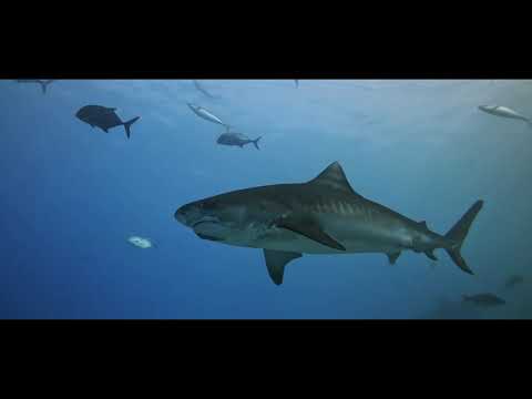 Maldives Deep South 2022 -  Southern Hemisphere - Tigersharks Bullsharks Hammerheads - Liveabard 4K