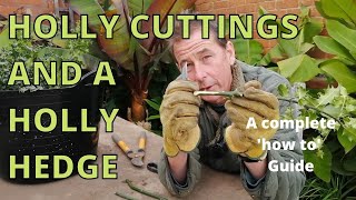 How to take Hardwood Holly Cuttings to Make a Holly Hedge.  How to Propagate a Holly Bush.