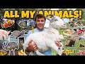 ALL My ANIMALS on My Property in ONE Video!! (update)