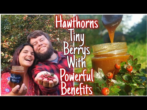 The Hawthorn Tree❤️ Medicinal benefits & Identification - Plus Hawthorn Honey Easy To Follow Recipe🍯