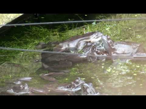 2010-03-23 pond frogs.mpg