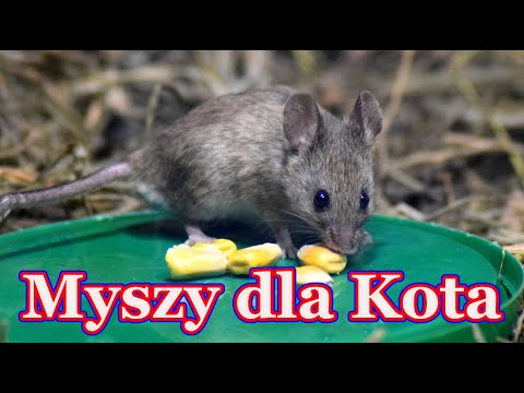 Myszy dla kota 🐭 film dla kota
