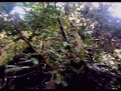 NoizeBug -  Retarded Drops