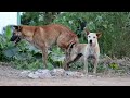 Dog Mating Educational Video Dog Mating Video By Natural Animals Channel