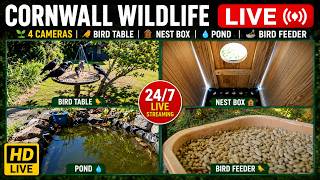 🐦 LIVE UK Bird & Wildlife Cams 🌿 Cornwall | Feeders, Nesting Box, Bath, Pond - 24/7 live webcam