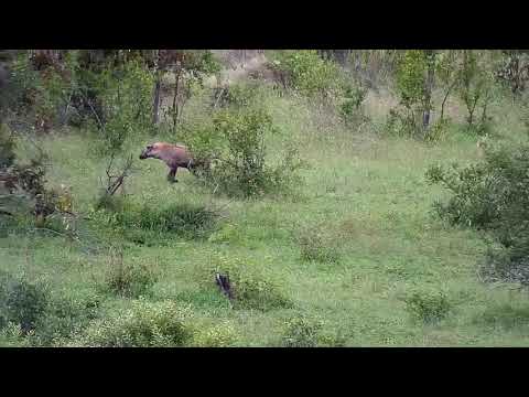 Djuma: Lone Hyena - 10:13 - 12/05/20