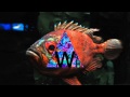 M.I.A. - PLATFORMS (DEMO) 